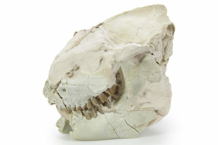 Fossil Oreodont (Leptauchenia) Partial Skull - South Dakota #355967